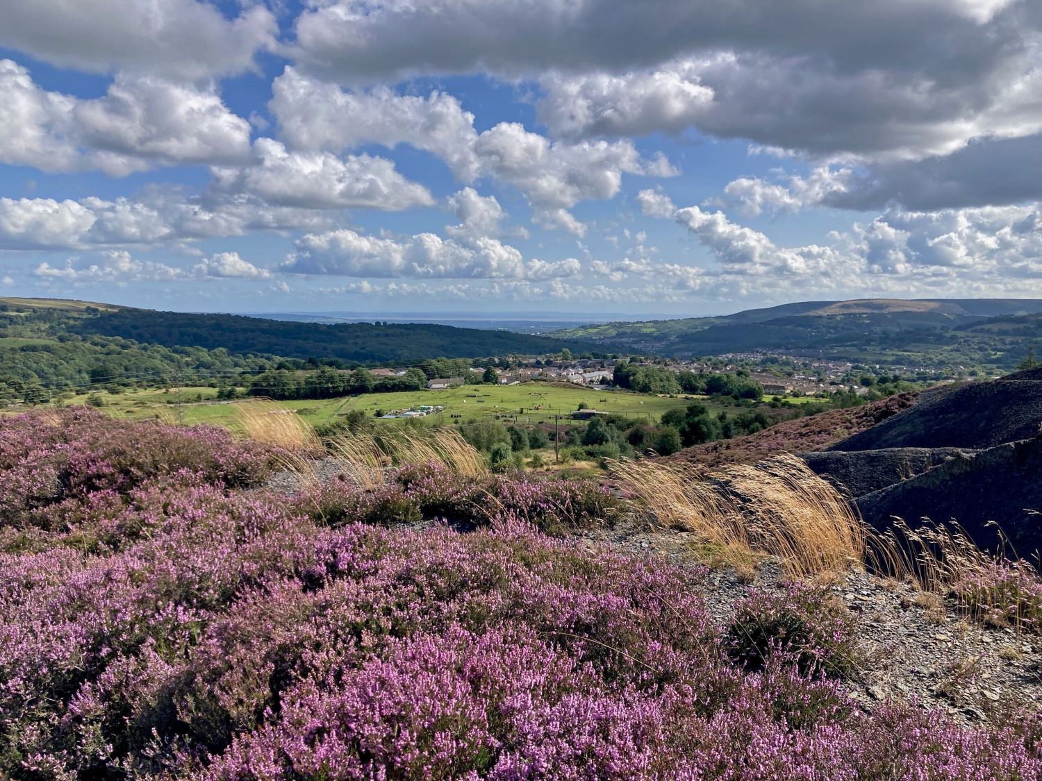 Image of Lavender on hilltop overlooking Welsh Valley in arteg near Pontypool