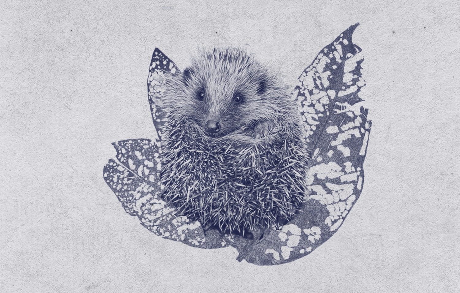 Drawing of hedgehog on leave 