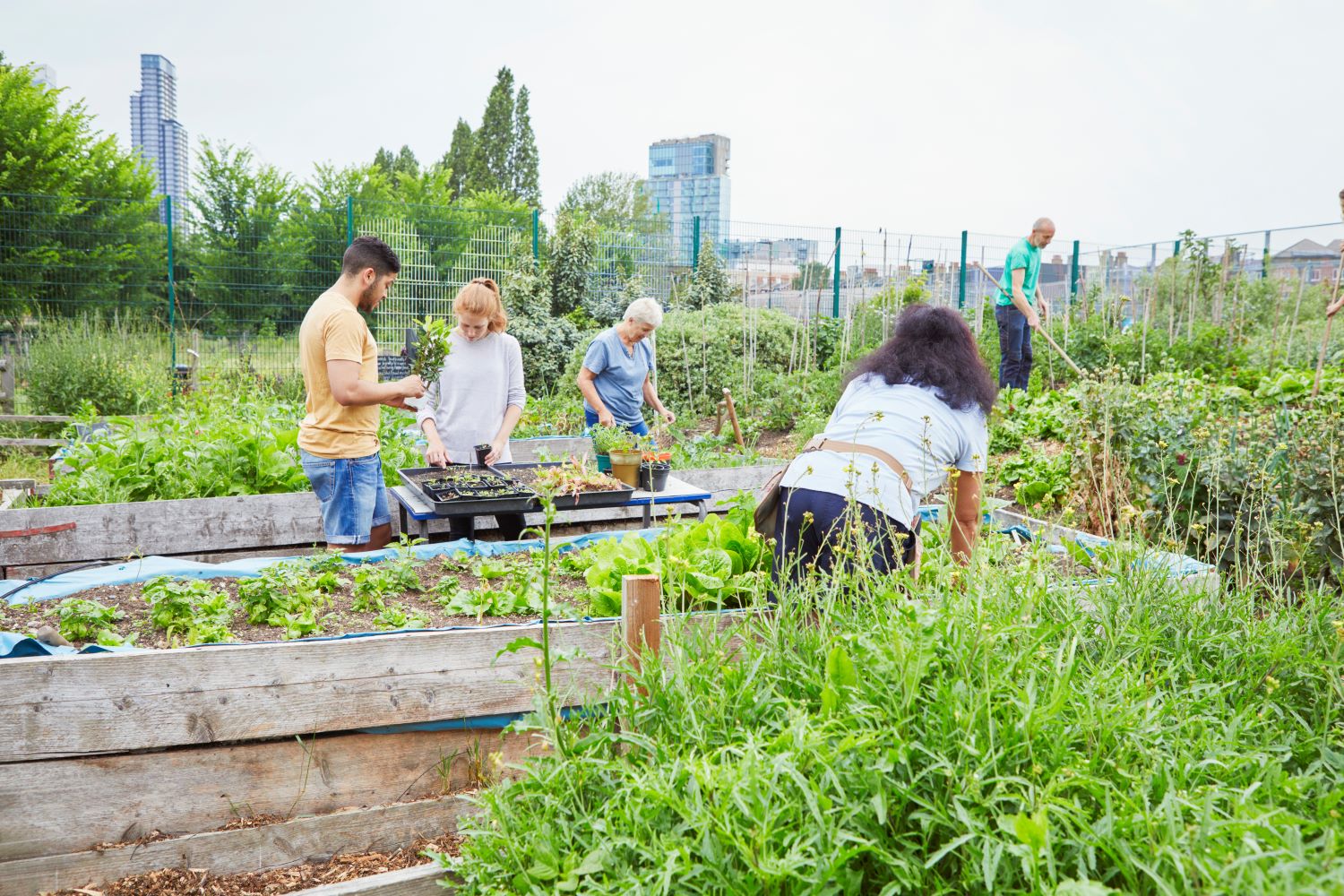 Community planting in an allotment in a London 