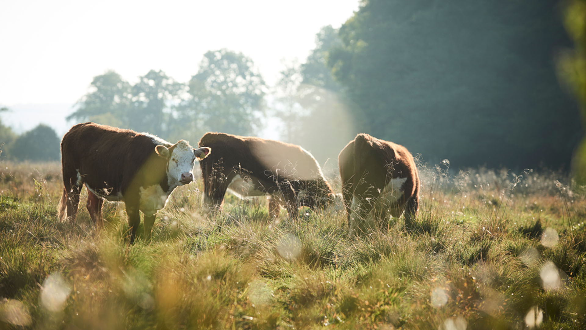 Image of three cows in field 