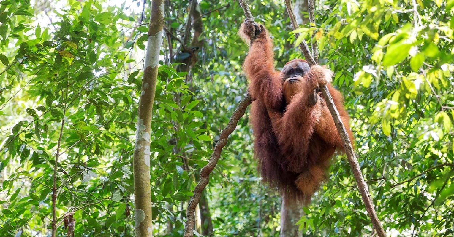 Tapanuli Orangutan sat in tree in Indonesian forest 