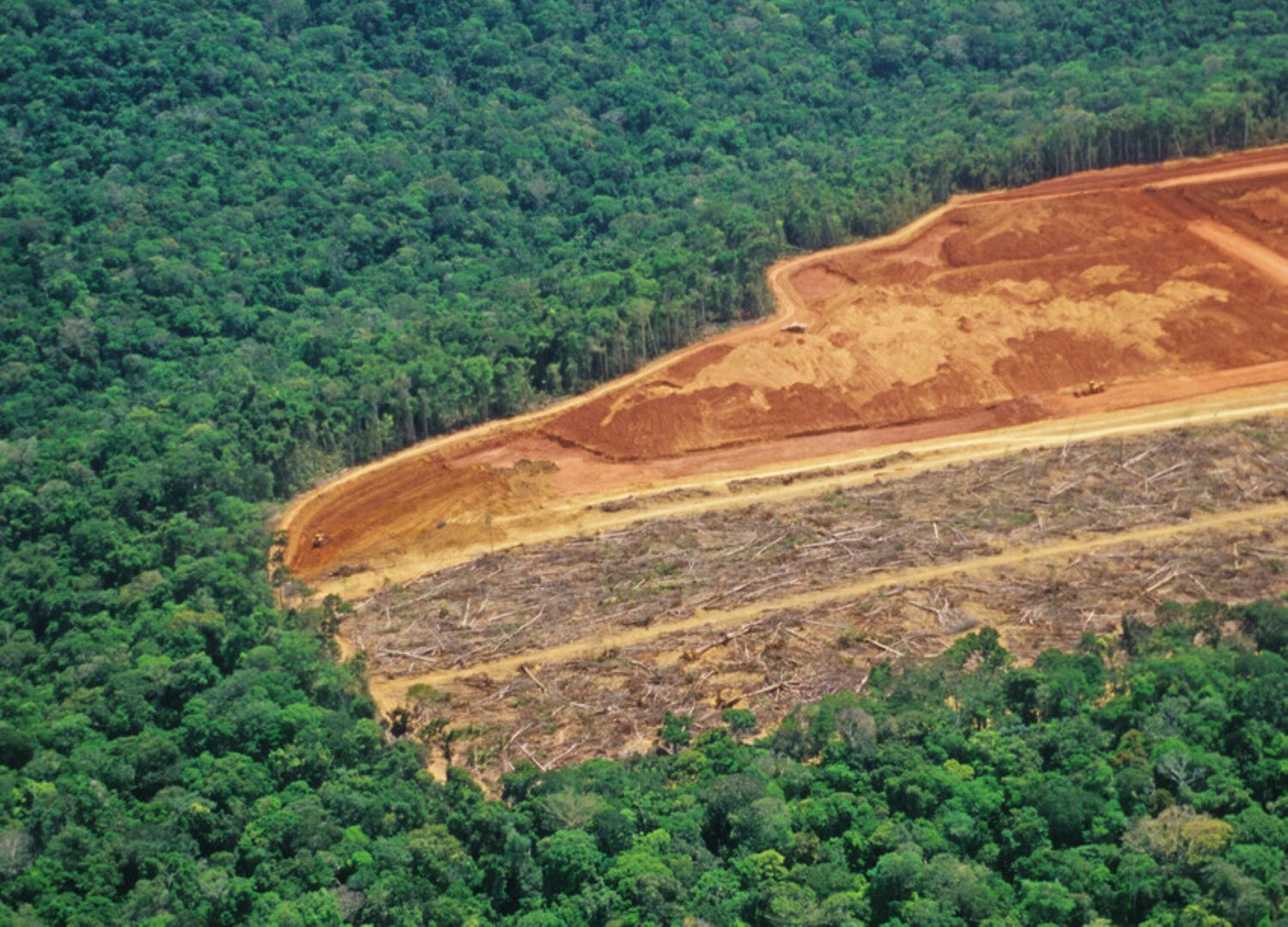 Image of forest in the midst of deforestation. Left hand side has tall trees right hand side is chopped on floor