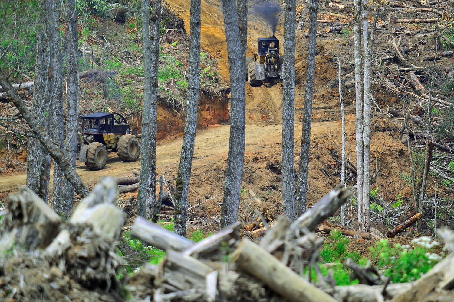 tractor cutting down trees and depleted forest in North Sumatra 