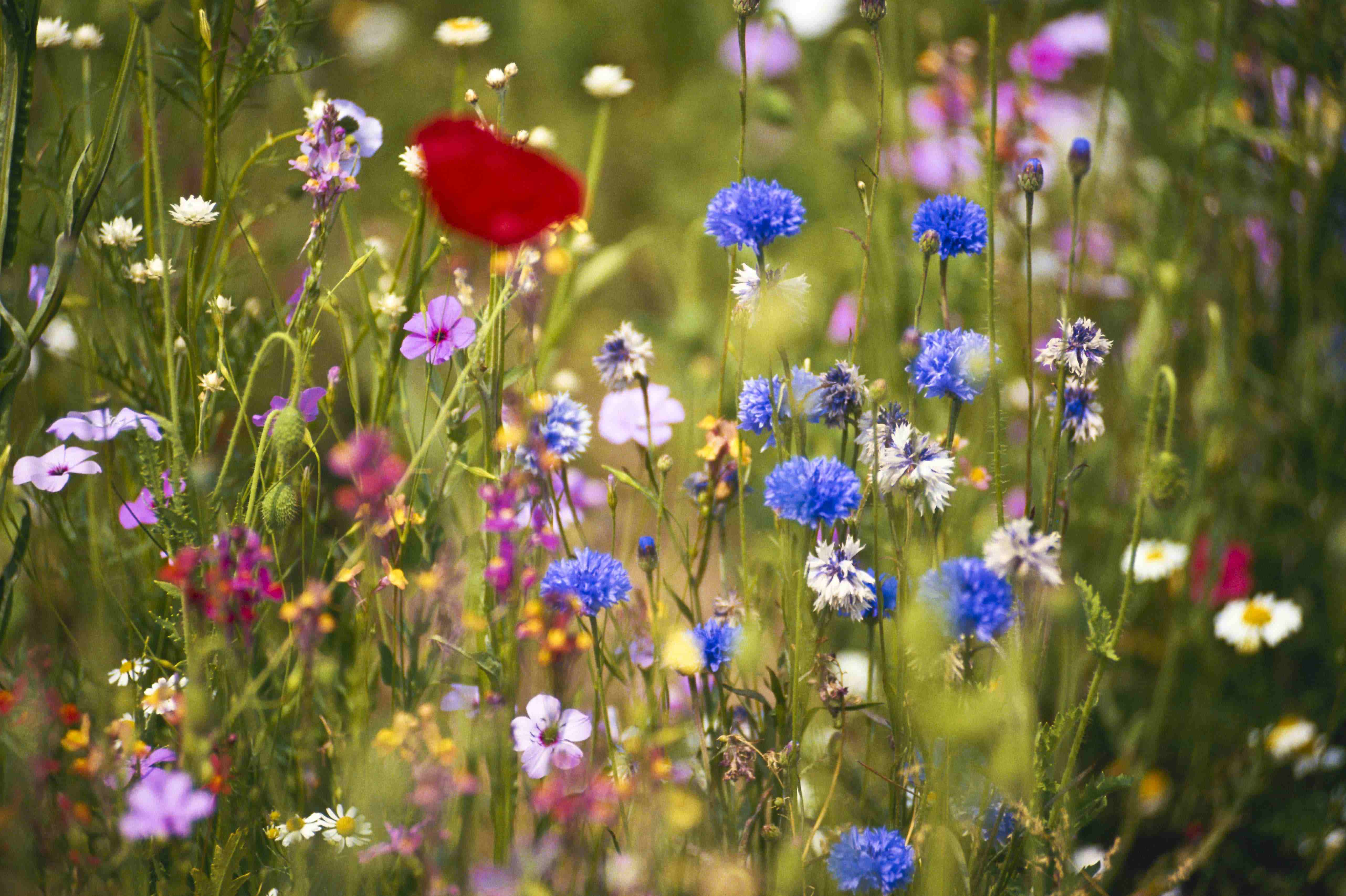 A beautiful colourful photo of a close-up wildflowers