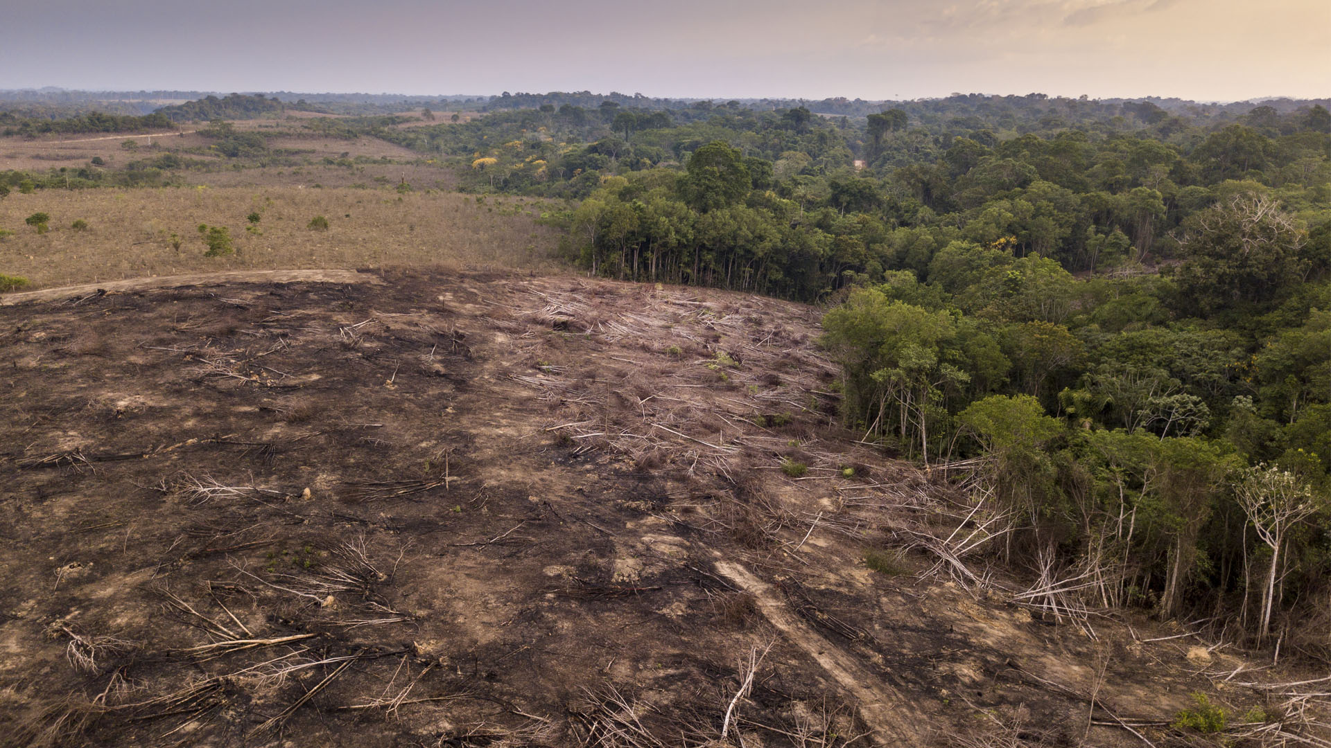 Photo of a forest with many trees destroyed and knocked down