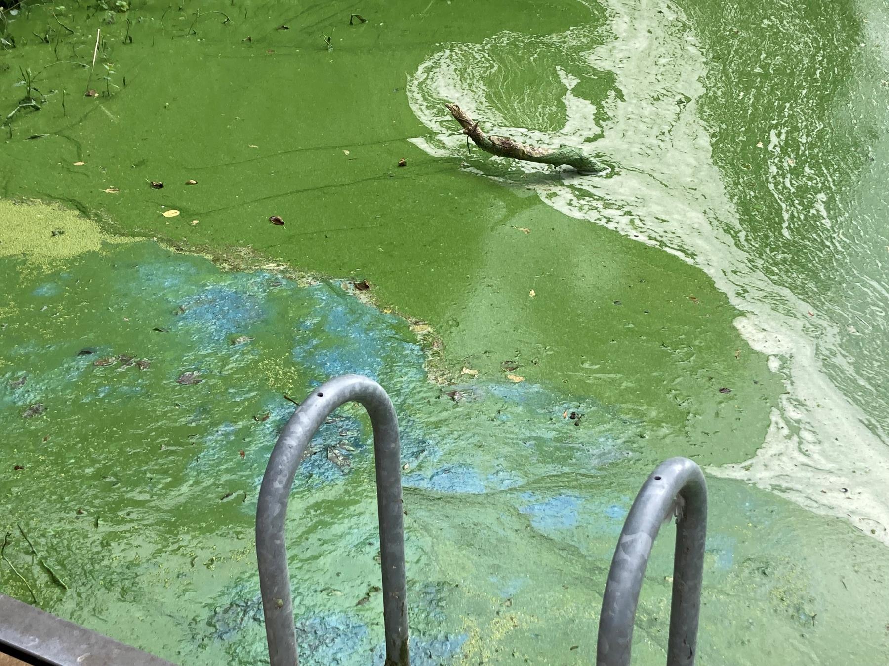 Image of toxic blue and green algae on Lough Neagh lake Northern Ireland 