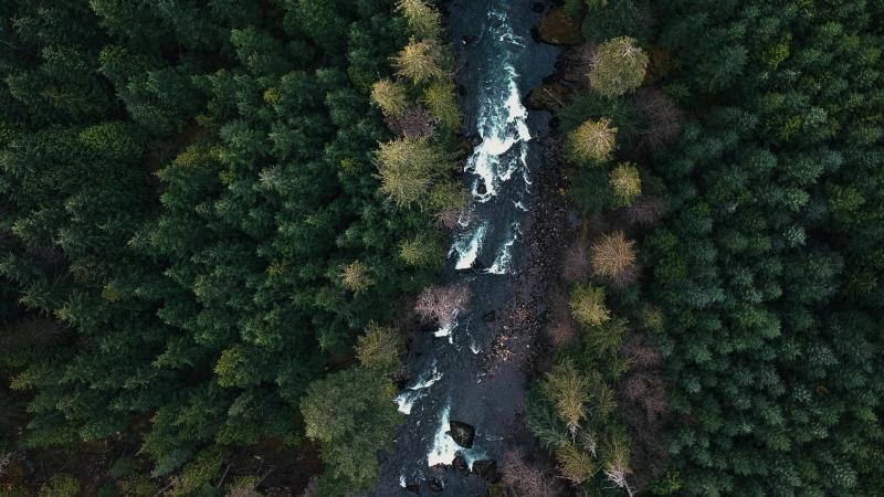 Top down picture of a river running through a deep green forest